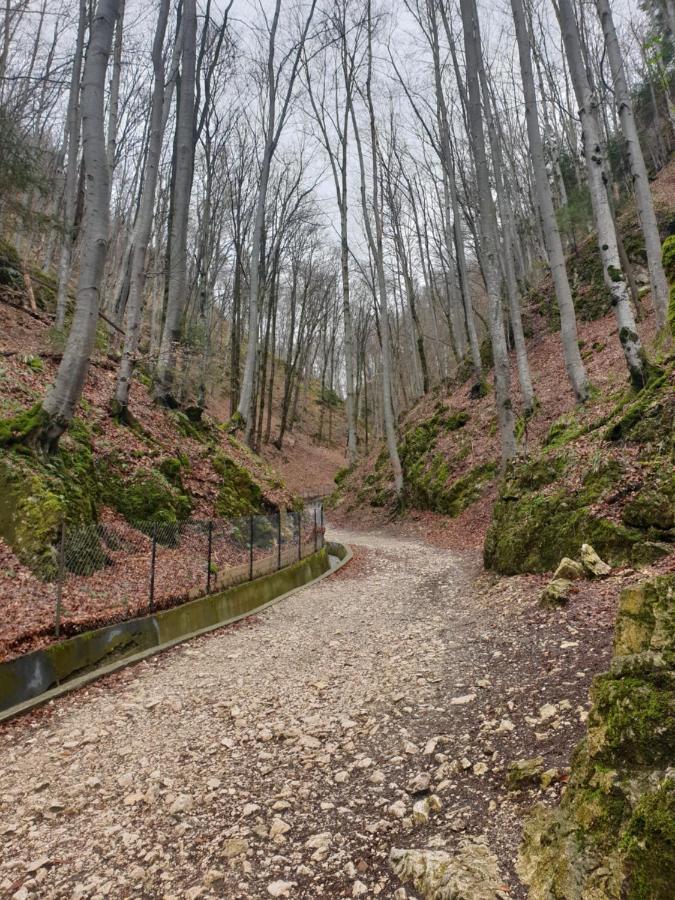 Vila Dionysos Brasov Ghimbav ภายนอก รูปภาพ